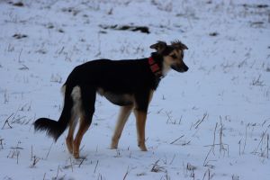 Langhaar Whippets Wiesenflitzer